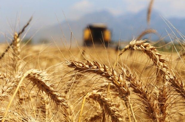 Rusiya taxıl sazişinin müzakirəsinə bu halda qayıda bilər - Zaxarovadan açıqlama