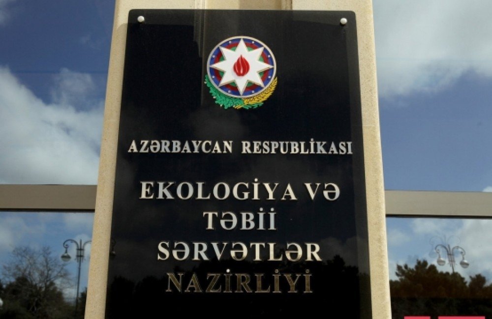 Meşə qırğınını BİZNESƏ ÇEVİRİBLƏR... - FOTO, VİDEO