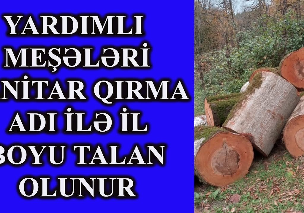 Yardımlı meşələrində müdhiş saxtakarlıqlar... - 