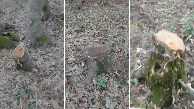 Göytəpə meşəsində "soyqırım": 20 gündə minlərlə ağac kəsilib - BU NƏDİ BELƏ?! Göytəpə meşəsində "soyqırım": 20 gündə minlərlə ağac kəsilib - BU NƏDİ BELƏ?!